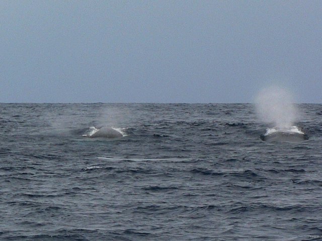 04- Baleines, groupe 2, en mer, sud du lagon 